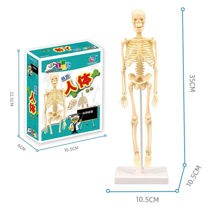 Teng Xin – Explore Science Bone Assembly